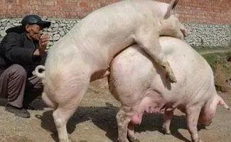 猪与猪交配视频,揭秘猪与猪交配的神秘瞬间