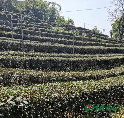 日本刈台,传统工艺与现代设计的完美融合