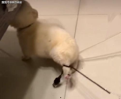 泰迪被打死视频完整版,泰迪被打致死全程视频曝光