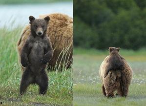 熊宝宝丝袜,时尚与舒适的完美融合