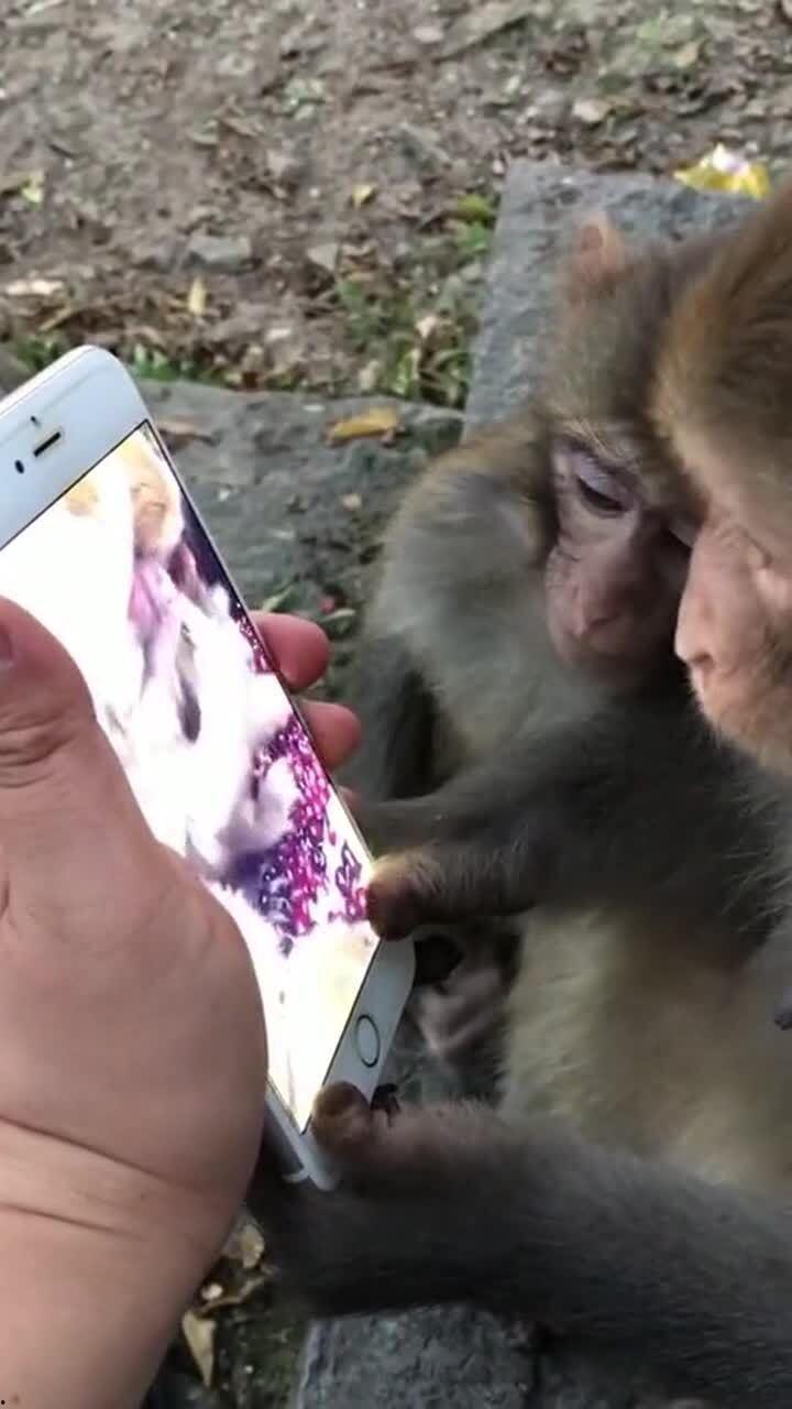 小猴洗澡视频播放,欢乐瞬间引网友热议