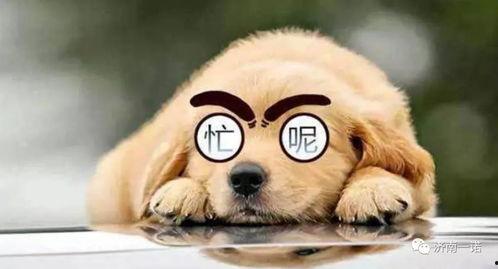 日本吉田狗,探寻日本犬种文化的魅力与传承