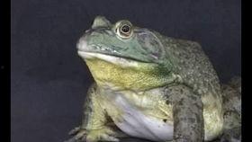 牛蛙养殖场爆料视频播放,养殖过程与视频播放背后的真相