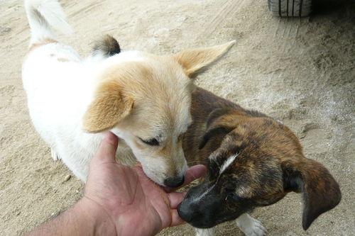 大母狗配种视频大全,揭秘繁殖奥秘