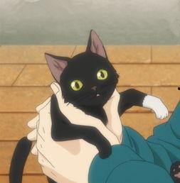 日本动漫一只猫,一只猫的奇幻冒险之旅