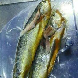 小黄鱼爆料新闻视频大全,新闻视频大全精彩瞬间汇总