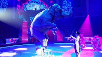 杂技明星灰太狼,杂技明星的传奇人生